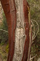 Madrone