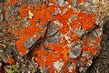 Lichen