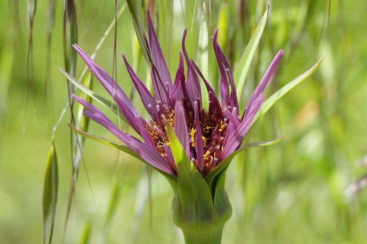 Purple Salsify