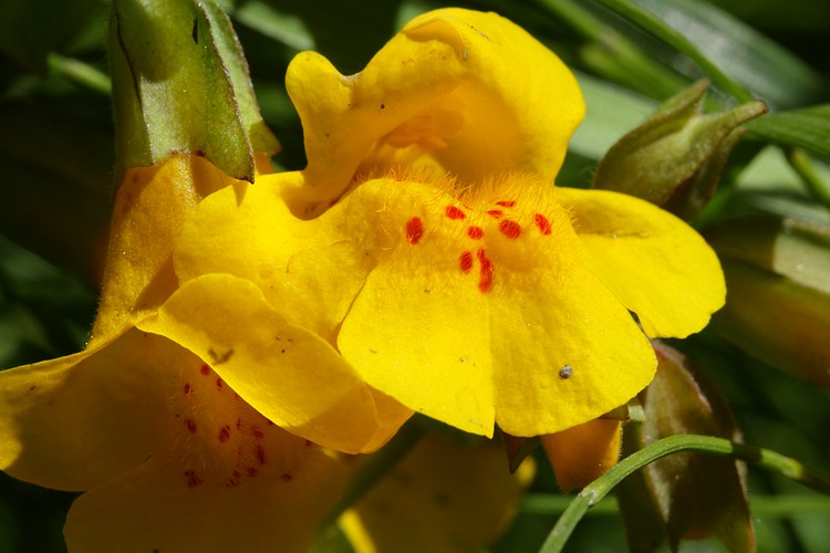 Seep Monkeyflower
