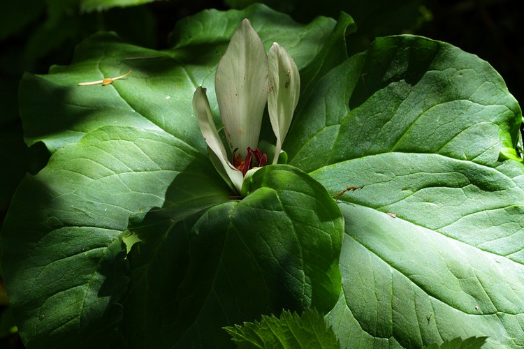 Giant Trillium