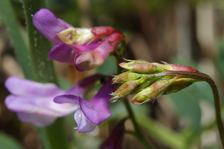 Summer Vetch