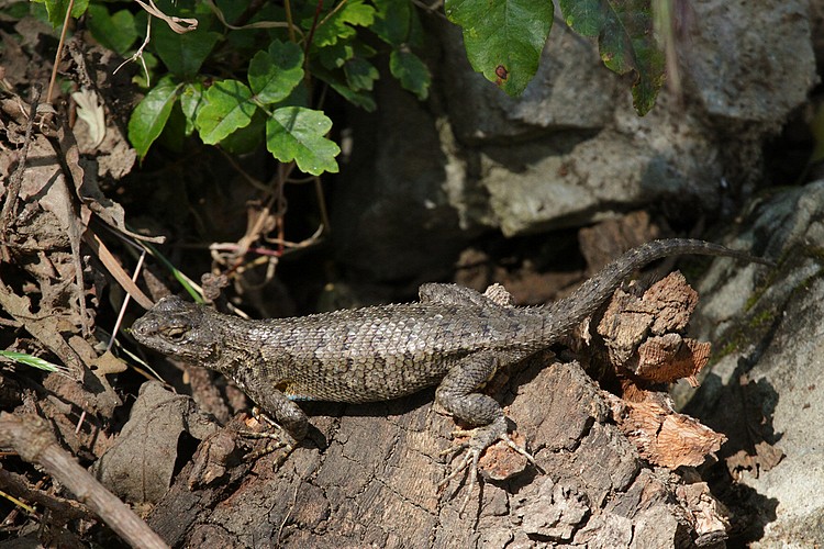 Western Fence Lizard