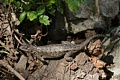 Western Fence Lizard