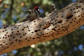 Acorn woodpecker (female)