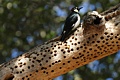 Acorn woodpecker (male)