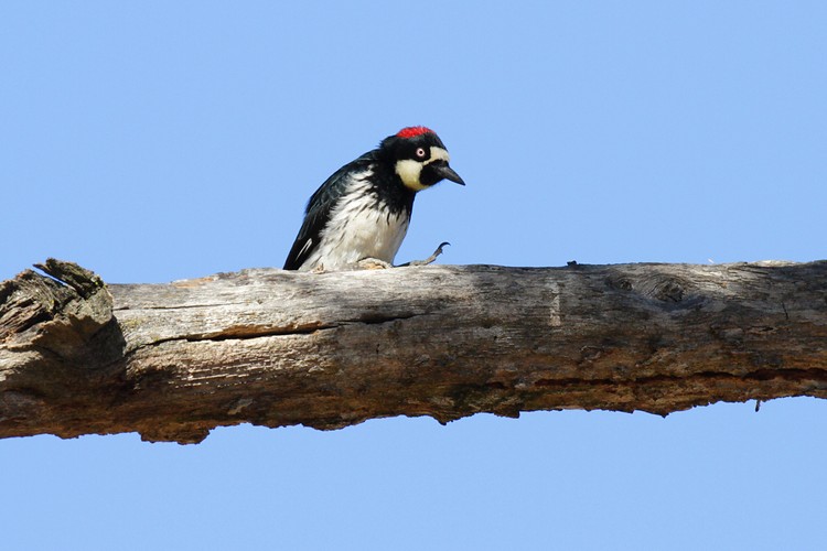 Acorn woodpecker (female)