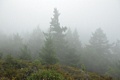 Fog