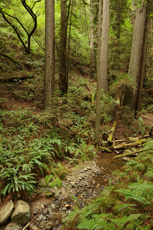 Redwood forest