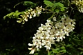 Black Locust