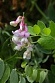 Pacific Pea