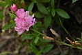 Checkerbloom