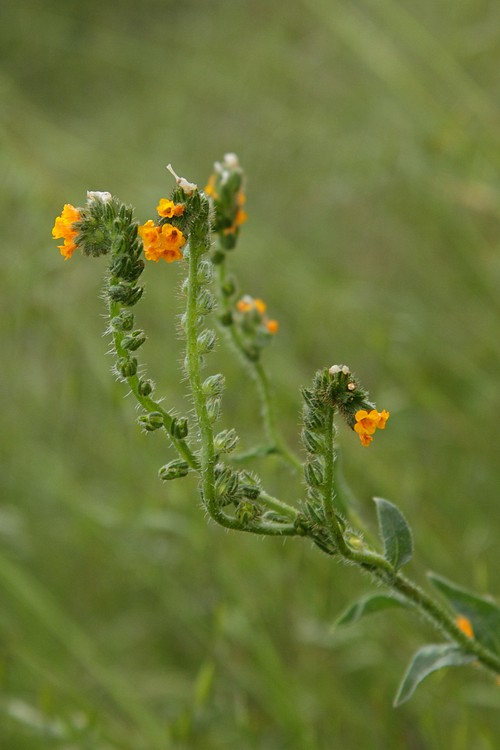 Fiddleneck