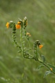 Fiddleneck