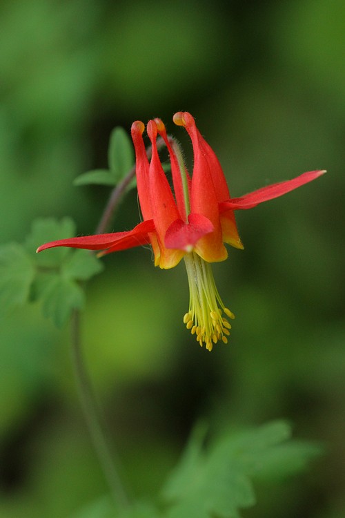 Crimson Columbine