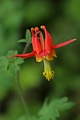 Crimson Columbine