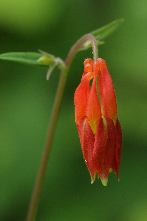 Crimson Columbine