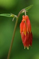 Crimson Columbine