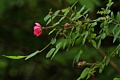 Wild Rose