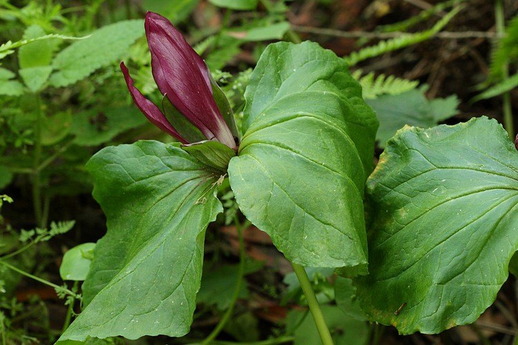 Giant Trillium