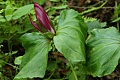 Giant Trillium