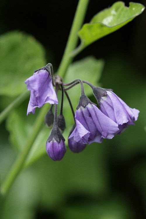 Nightshade