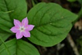 Pacific starflower