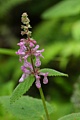 Hedge Nettle