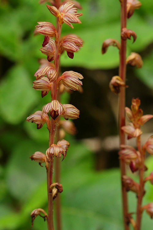 Spotted Coralroot