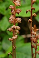 Spotted Coralroot