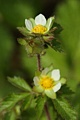 Cinquefoil