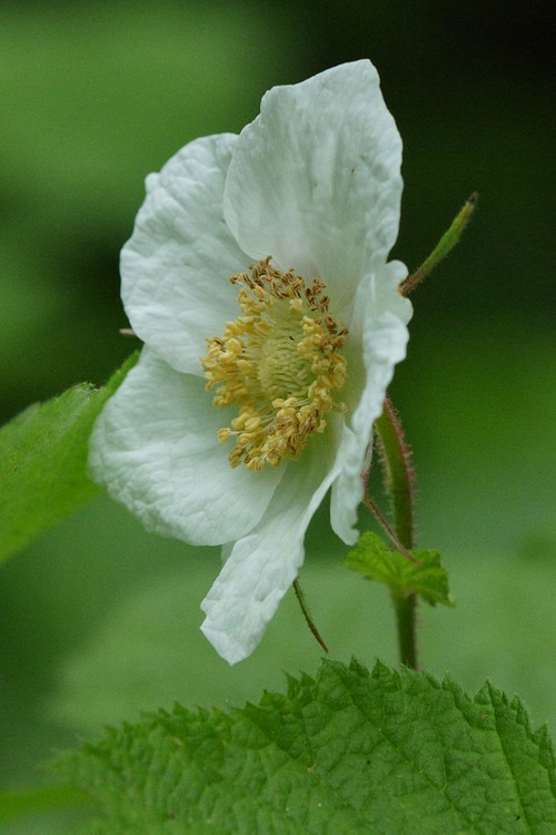 California Blackberry