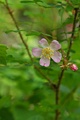 Wild Rose