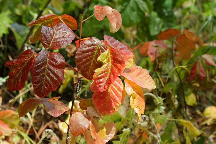 Poison Oak