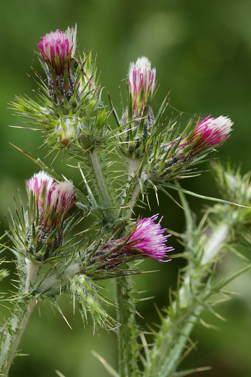 Thistle