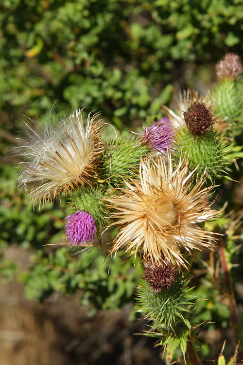 Thistles