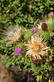 Thistles