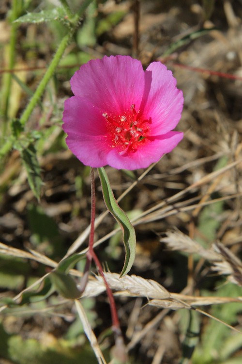 Clarkia