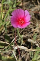 Clarkia