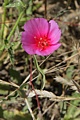 Clarkia