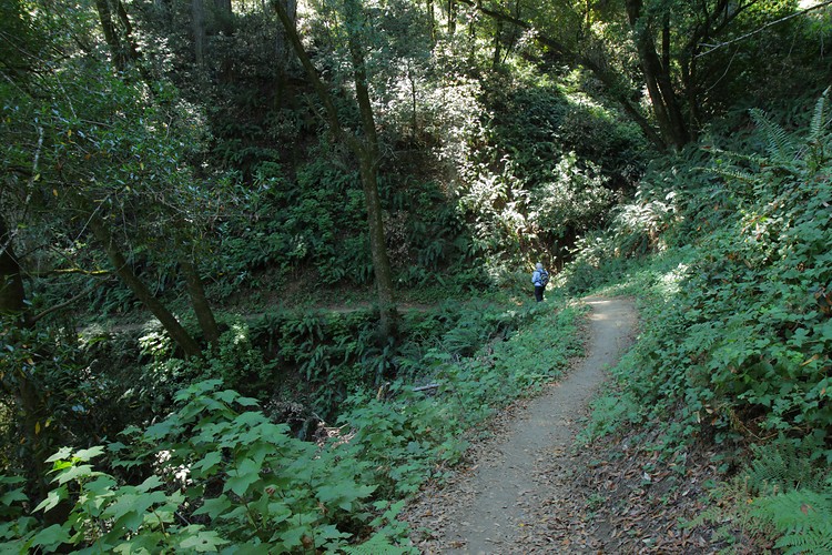 Hamms Gulch Trail