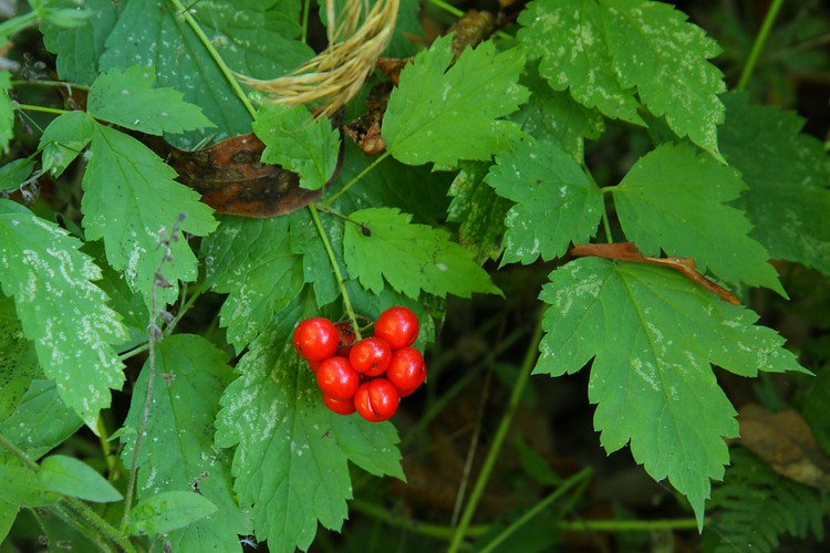 Red berries
