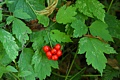 Red berries