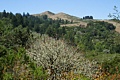 Windy Hill Open Space Preserve - August 28, 2011