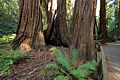 Muir Woods National Monument