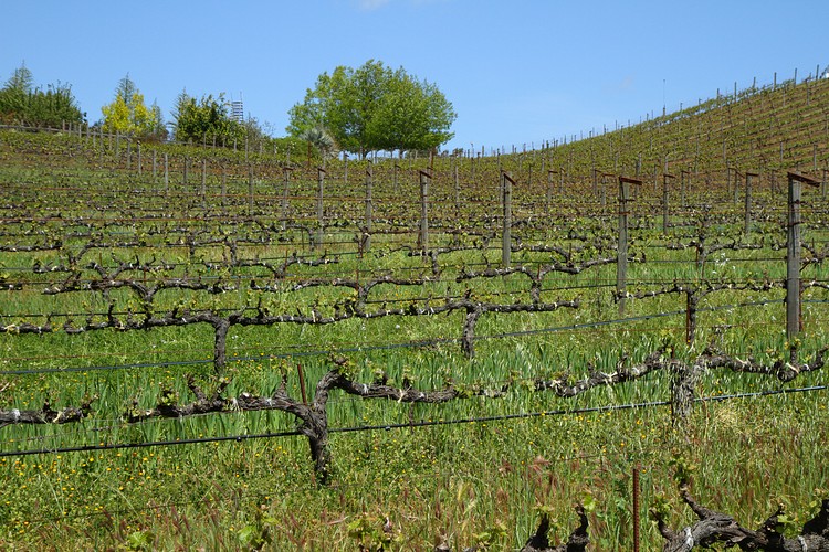 Benzinger Vinyards, Sonoma Country
