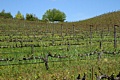 Benzinger Vinyards, Sonoma Country