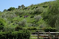 Benzinger Vinyards, Sonoma Country