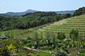 Benzinger Vinyards, Sonoma Country