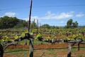 Benzinger Vinyards, Sonoma Country